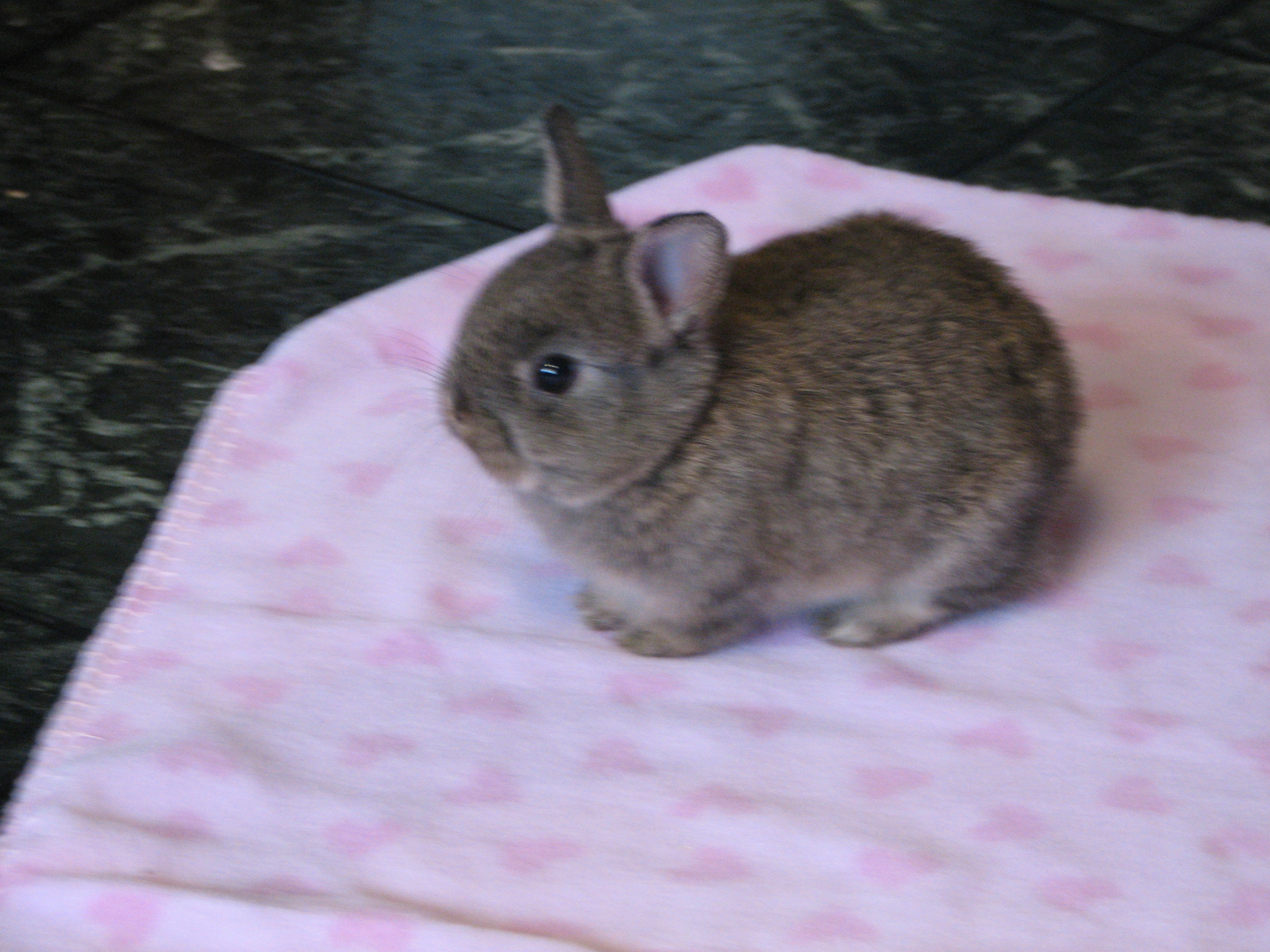 pet dwarf bunnies for sale