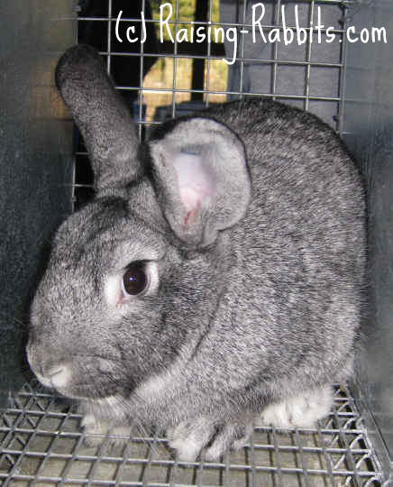 Standard Chinchilla Rabbits